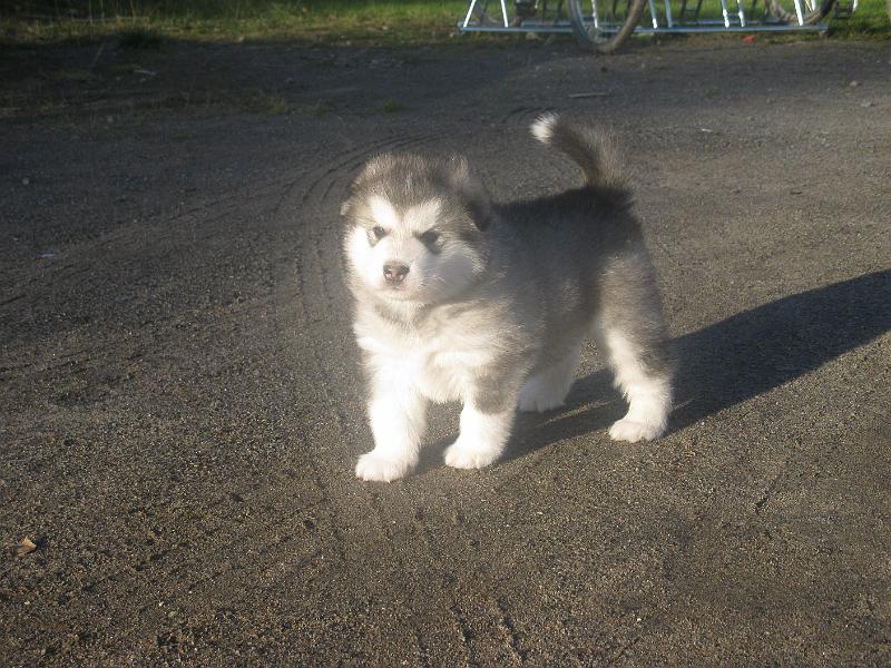 pentu 4vk 022.jpg - 4 viikkoa / 4 weeks